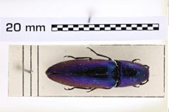 Foto (Dorsalansicht) von Pantolamprus auripennis var. rubroviolaceus (Girard, 1992) (NHMW-ZOO-COL-0007352)